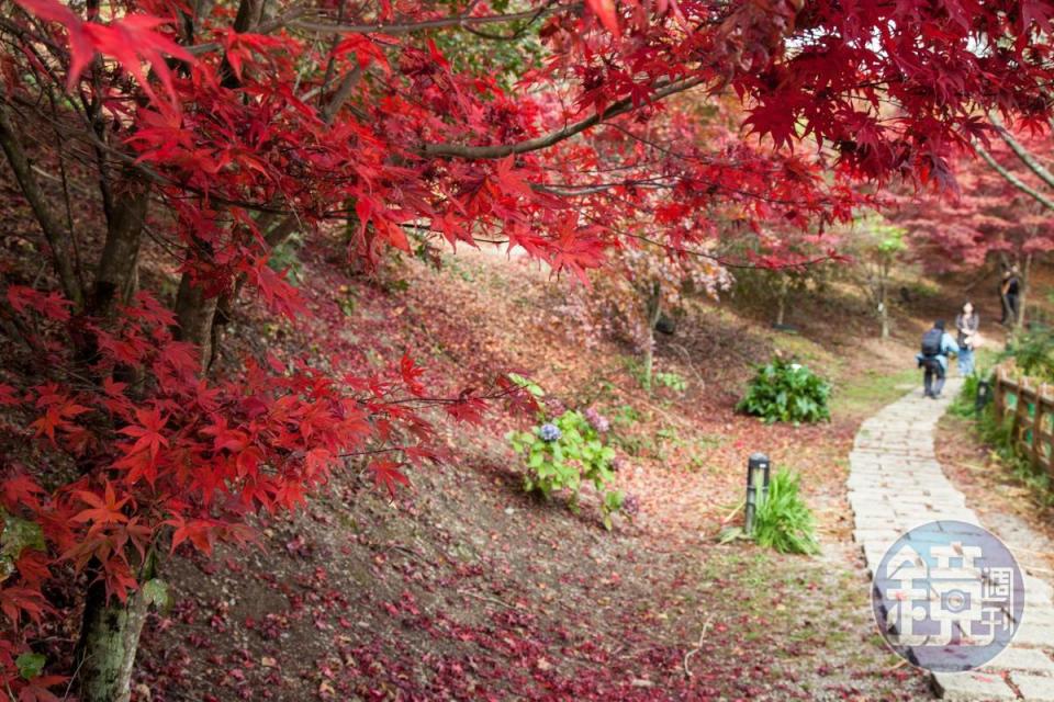 福壽山的楓葉炸紅之時，是台灣最熱門的追楓勝地。
