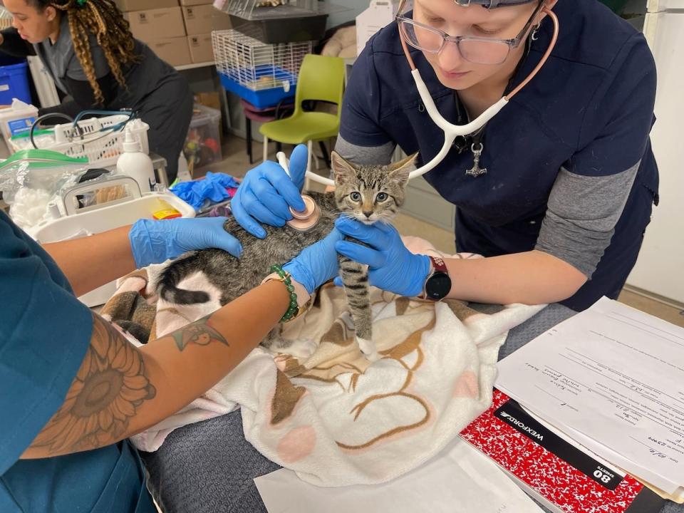 Bergen Community College and the Bergen County Animal Shelter are partnering together to help give students experience and necessary care for the animals before they are adopted.