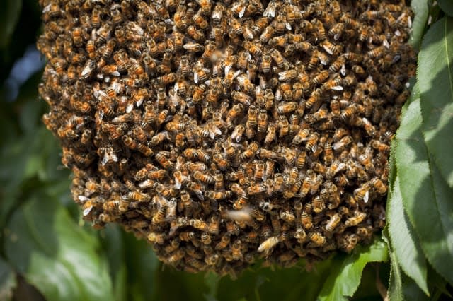 Throng of Honey Bees in a tree, close-up.