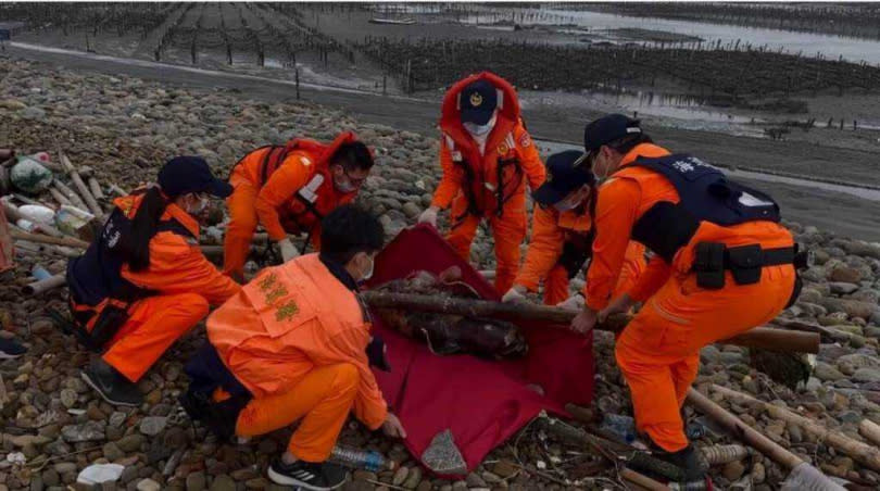 海巡人員先將擱淺死亡的江豚屍體搬運上車，將交由中華鯨豚協會載回研究。（圖／海巡署中部分署第三岸巡隊提供）