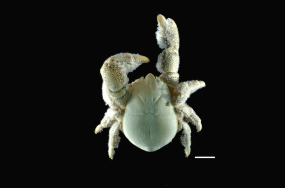 A close up of the male yeti crab Kiwa tyleri.