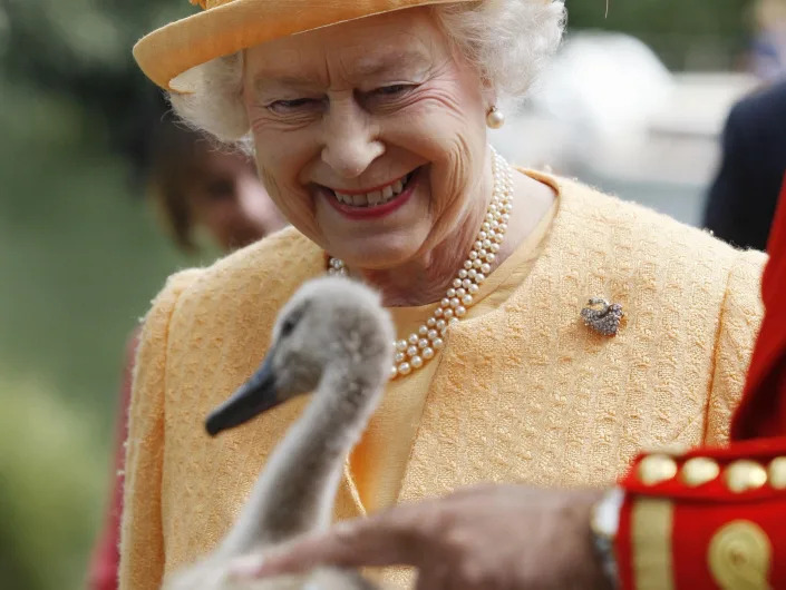 Queen Elizabeth II smiles as she is being shown an orphaned swan