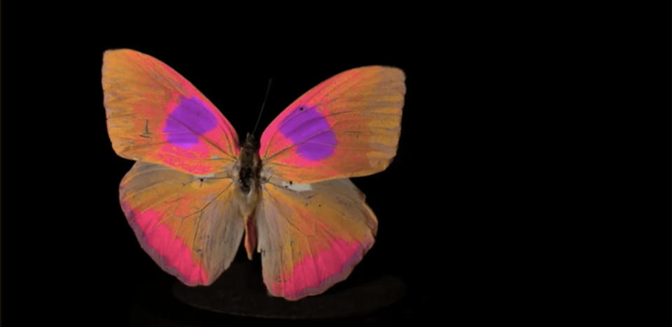 Museum specimen of a Phoebis philea butterfly in avian RNL false colors. | Vasas V, Lowell MC, Villa J, Jamison QD, Siegle AG, Katta PKR, PLOS Biology, Neil Losin and CC-BY 4.0.