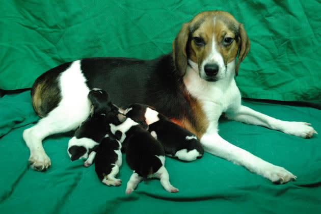 A genetically modified dog Tagon and her puppies are seen at Seoul National University (SNU)'s College of Veterinary Medicine in Seoul. South Korean scientists said on Wednesday, they have created a glowing dog using a cloning technique that could help find cures for human diseases such as Alzheimer's and Parkinson's, Yonhap news agency reported. A SNU research team said the genetically modified female beagle, named Tegon and born in 2009, has been found to glow fluorescent green under ultraviolet light if given a doxycycline antibiotic, the report said. The researchers, who completed a two-year test, said the ability to glow can be turned on or off by adding a drug to the dog's food. REUTERS/Seoul National University