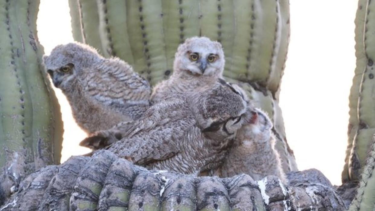 <div>A Great Horned Owl mom was seen nursing her owlets on the top of a cactus in Carefree. Thanks to Cami Lemon for sending the photo!</div>