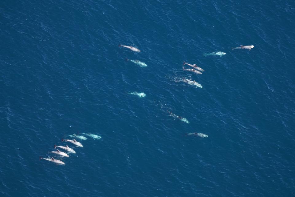 Researchers with the New England Aquarium spotted a pod of Risso's dolphins during a recent survey of the Northeast Canyons and Seamounts Marine National Monument east-southeast of Cape Cod.