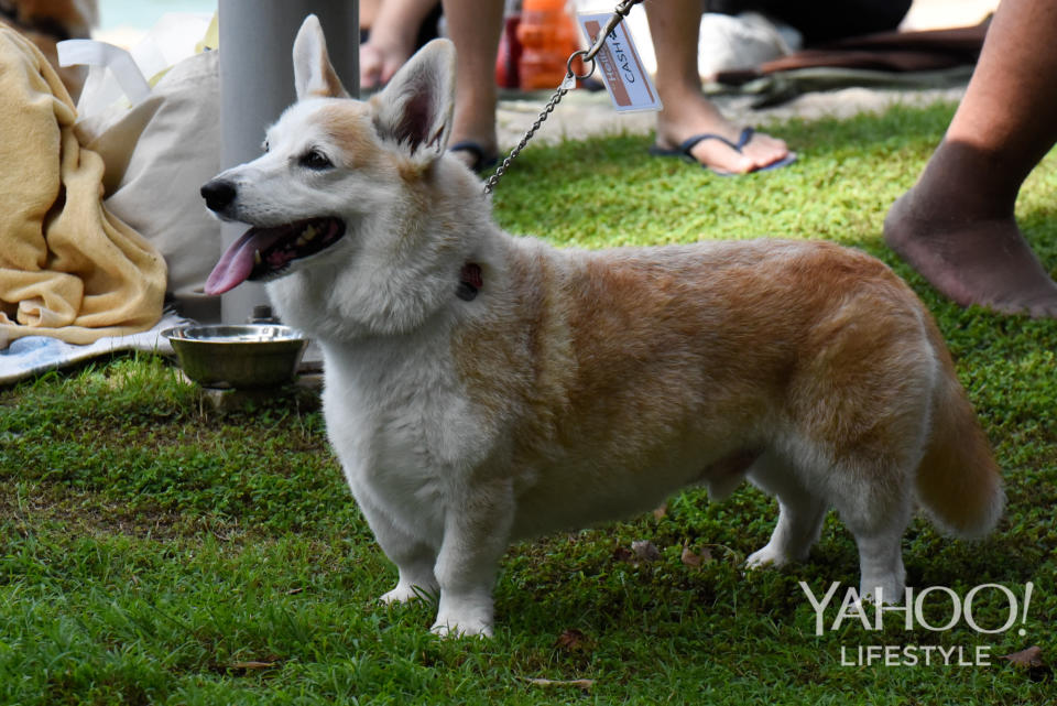 Corgi Gathering at Tanjong Beach