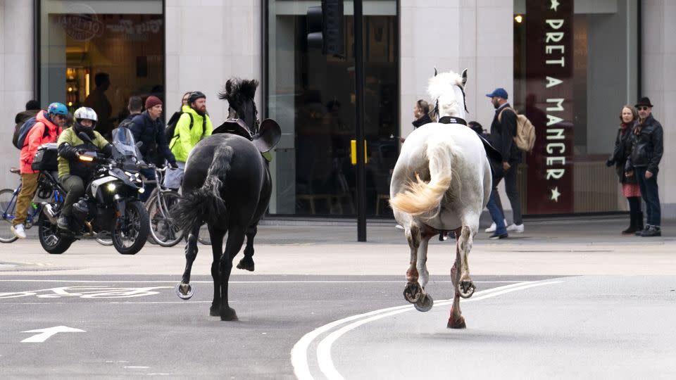 Footage emerged on social media on Wednesday of the horses running through central London. - Jordan Pettitt/PA