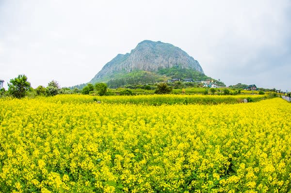 濟州島 油菜花