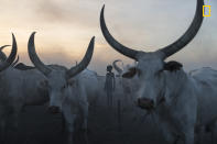 <p>The Mundari tribe is a tribal group in south sudan that haven’t changed their lifestyles much in centuries. The Mundari are one of the most prominent cattle herding tribes. They are primarily transhumant pastoralists, moving their herds of cattle to riverine pastures during the dry season and back to permanent settlements in savanna forest during the rains. (© Mattia Passarini/National Geographic Travel Photographer of the Year Contest) </p>