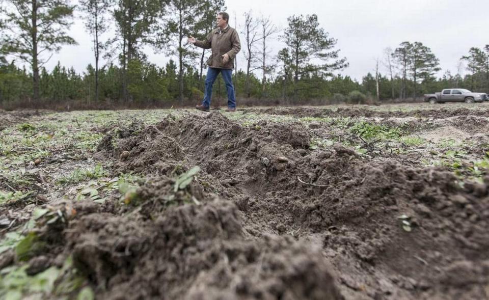 Farm land torn up by wild hogs in Horry County