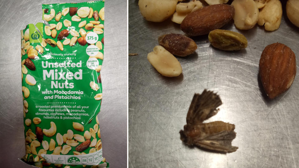 A moth found inside a bag of Woolworths mixed nuts.