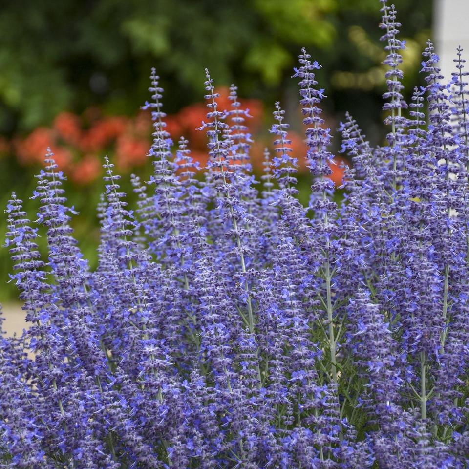 Denim 'n Lace sage is deer-resistant, and it attracts pollinators.