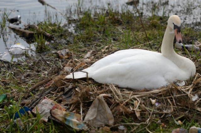 Swans build nest out of crisp packets and plastic