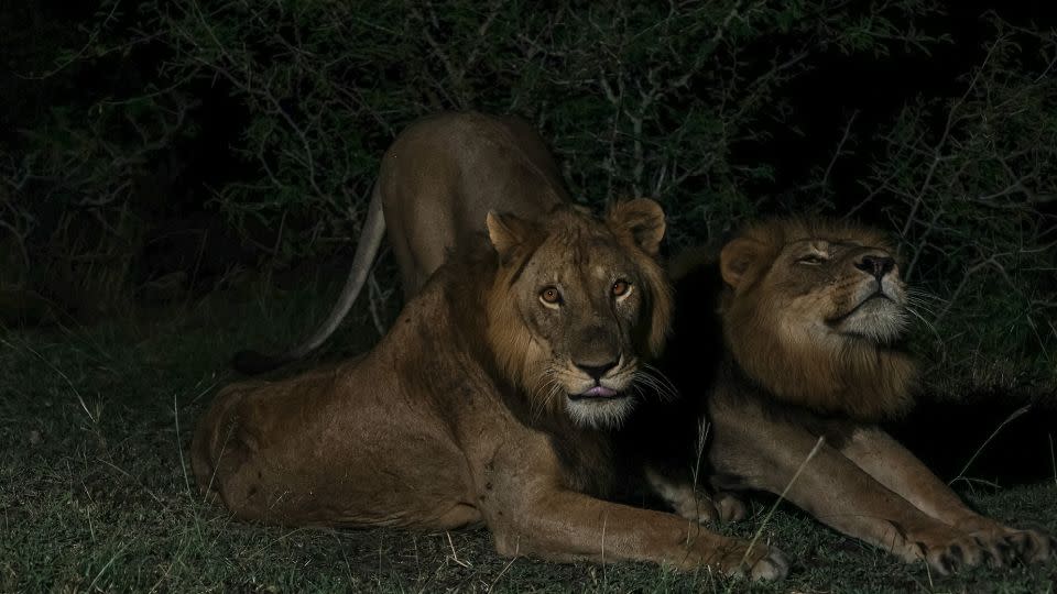 Jacob (left) and Tibu stretch before going on an evening hunt. - Alex Braczkowski/Griffith University