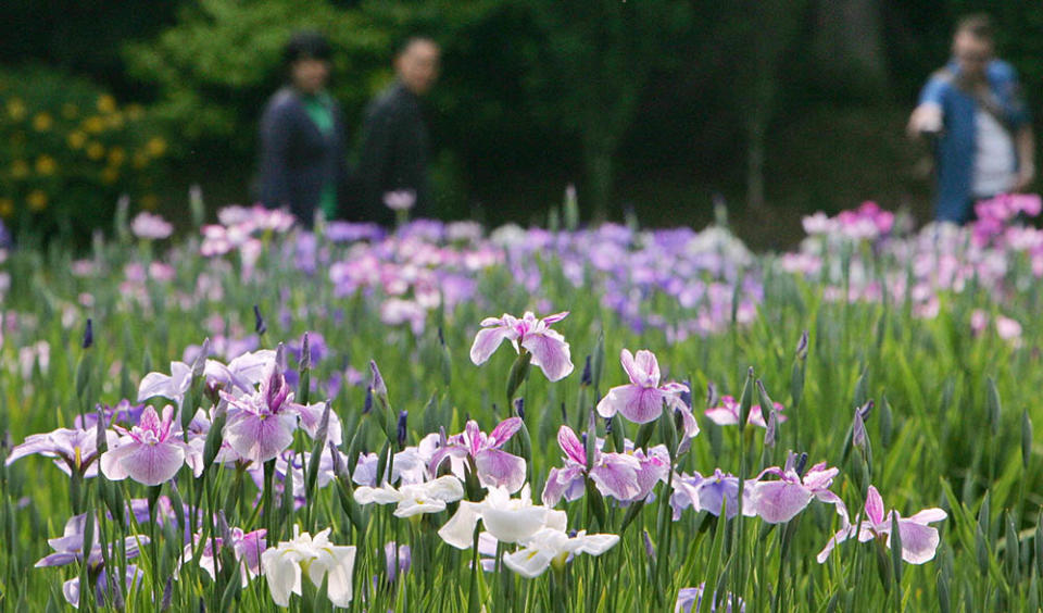 小石川後樂園（Photo by KAZUHIRO NOGI/AFP, Image Source : Getty Editorial）