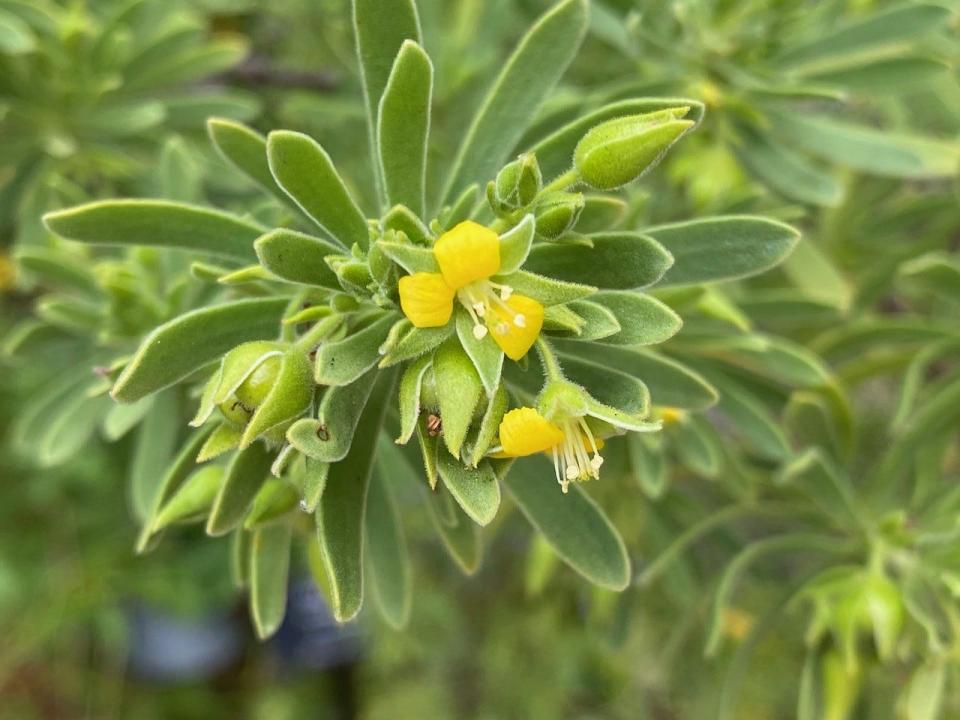 The bay cedar has beautiful flowers and soft-textured foliage.