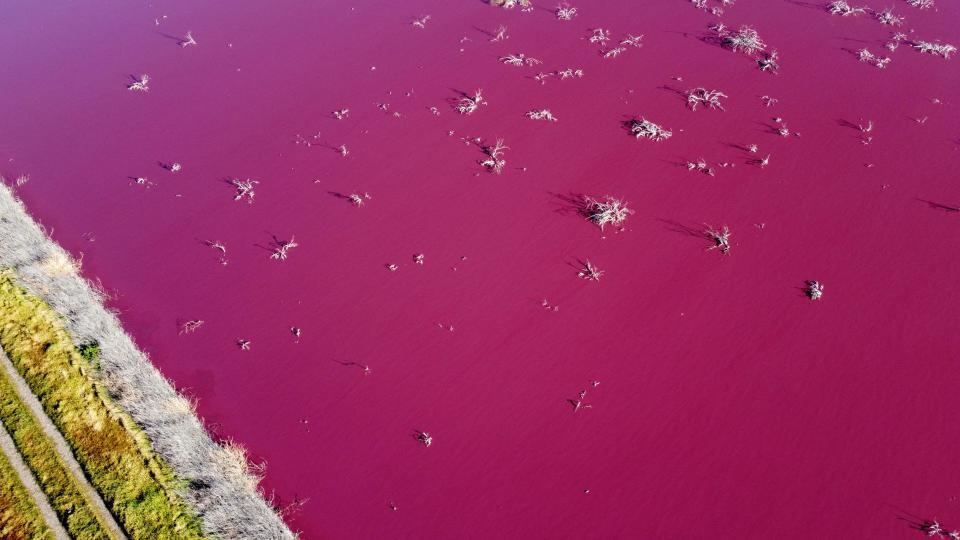 pink water in a lagoon