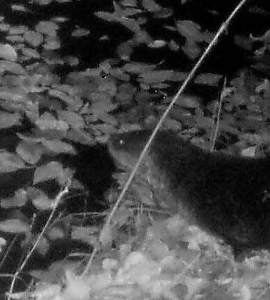 A wildlife camera captured this photo of a river otter walking alongside a stream. [Photo courtesy Whit Gibbons]