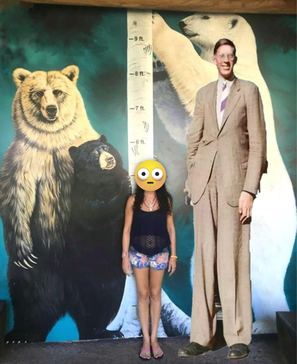 Robert Wadlow superimposed against a wall and reaching just under 9 feet on the wall's height scale, along with bears standing on their hind feet (with only one taller than he is), and a woman, who comes up to his hips