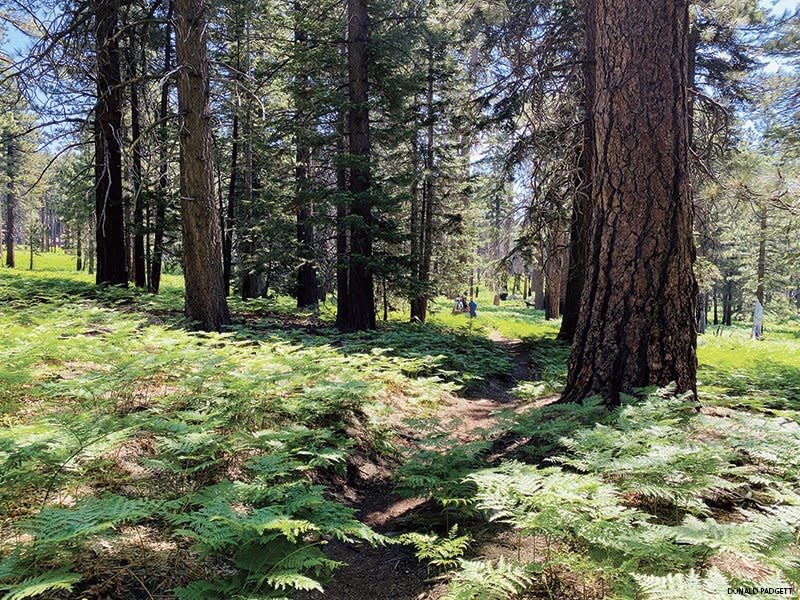 Idyllwild -- The Alpine Wonderland Above Palm Springs is a Backpacking Dream