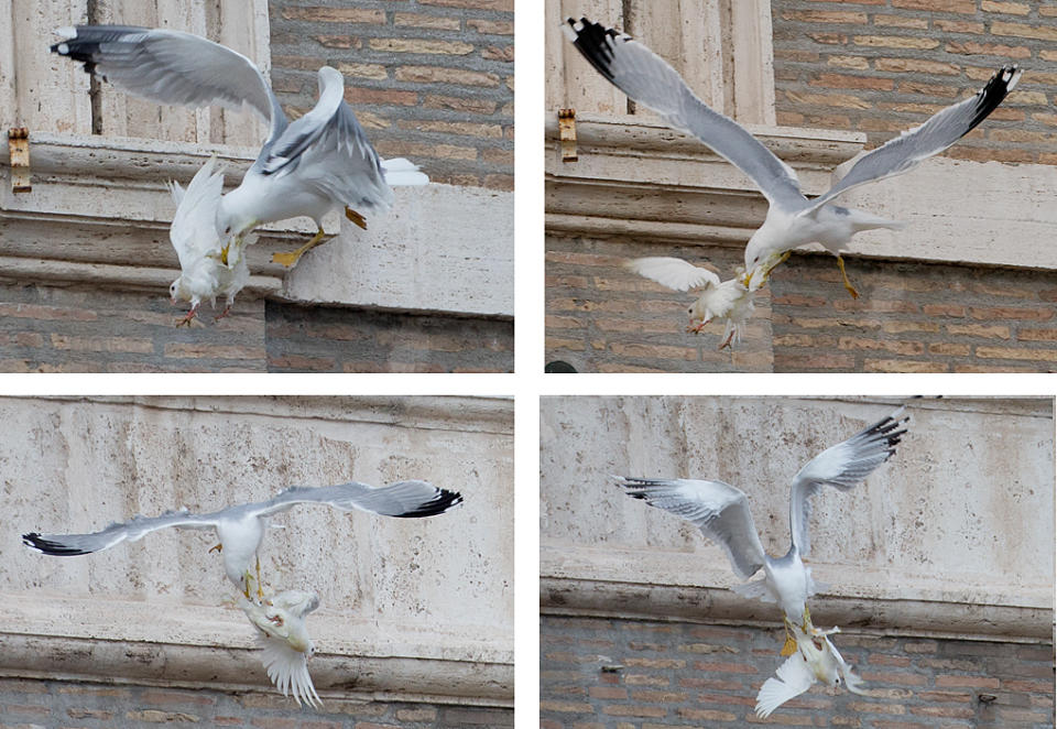 FOUR PICTURES COMBO - A dove which was freed by children flanked by Pope Francis during the Angelus prayer, is attacked by a seagull in St. Peter's Square, at the Vatican, Sunday, Jan. 26, 2014. Symbols of peace have come under attack at the Vatican. Two white doves were sent fluttering into the air as a peace gesture by Italian children flanking Pope Francis Sunday at an open studio window of the Apostolic Palace, as tens of thousands of people watched in St. Peter's Square below. After the pope and the two children left the windows, a seagull and a big black crow quickly swept down, attacking the doves, including one which had briefly perched on a windowsill on a lower floor. One dove lost some feathers as it broke free of the gull, while the crow pecked repeatedly at the other dove. The doves' fate was not immediately known. While speaking at the window, Francis appealed for peace to prevail in Ukraine. (AP Photo/Gregorio Borgia)