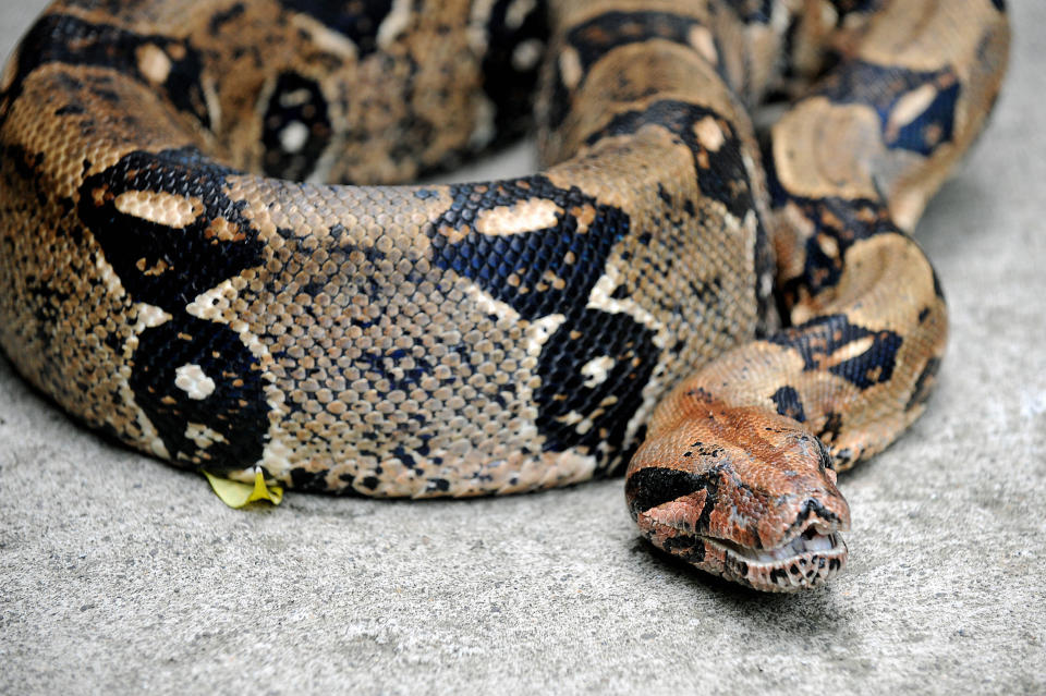 a more than two meter long boa constrictor