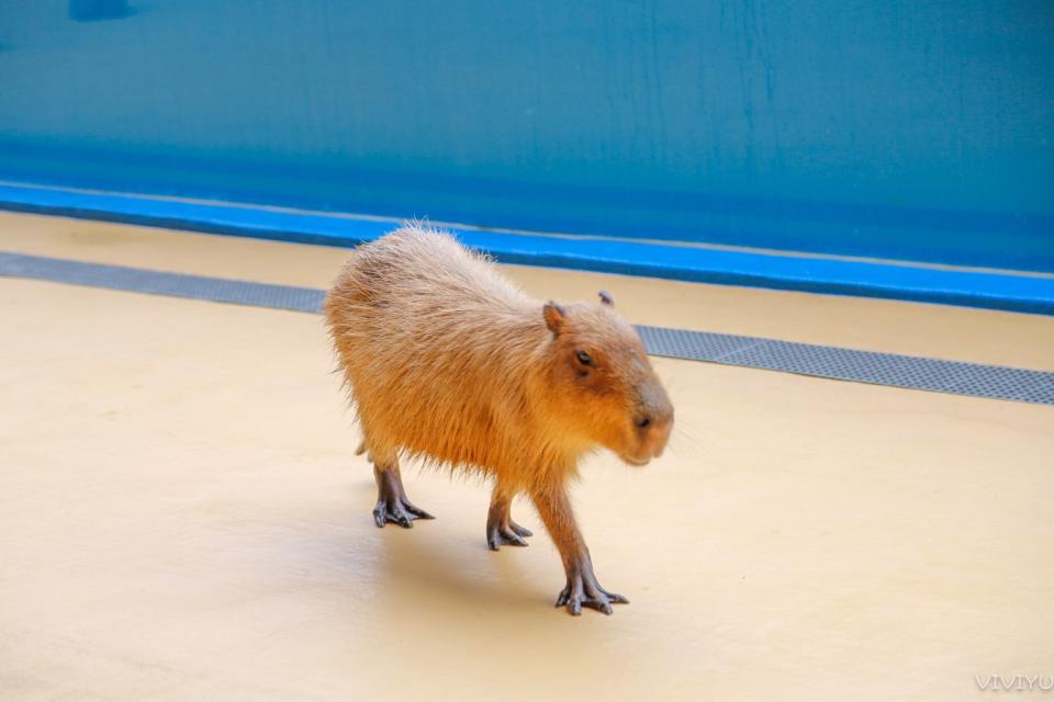 桃園水族館「Xpark」