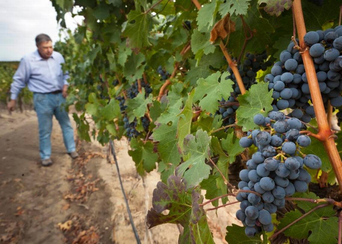 Ron Bitner looks over a crop of Cabernet grapes Bitner Vineyards vineyard. Amy Bitner, who works with the vineyard, opposed a project to build a concert venue near her family business in Caldwell’s Sunnyslope region.