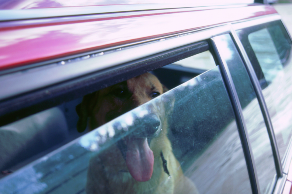 There have been reports of dogs being left in hot cars (Picture: Rex)