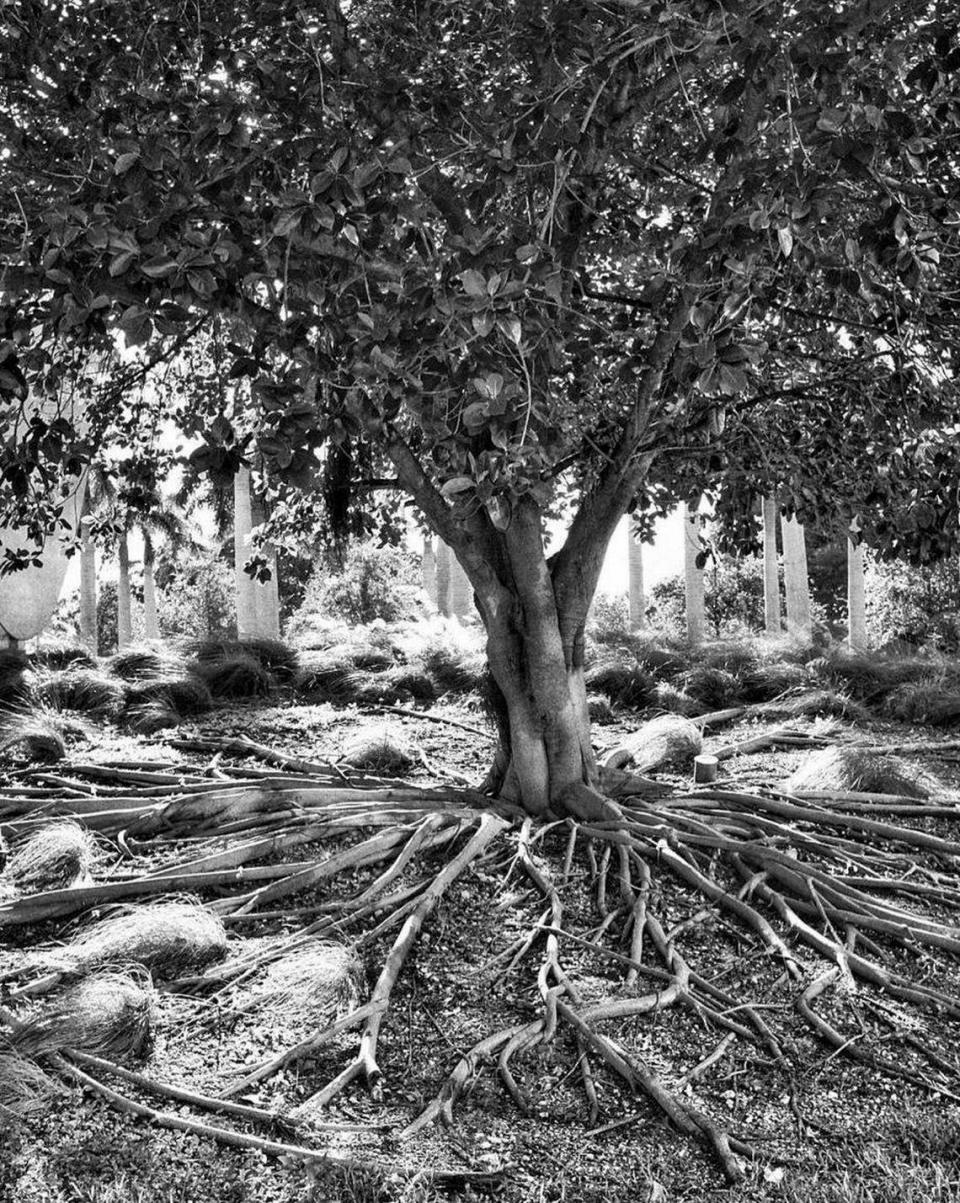 Miami, Florida, Oct. 6 2023 - A black-and-white photo of the 35-foot ficus tree that was cut down in Maurice Ferré Park in downtown Miami by the city of Miami in July. The city contends its roots were a tripping hazard. The neighbors dispute that and point to the city not securing a proper permit for tree removal.