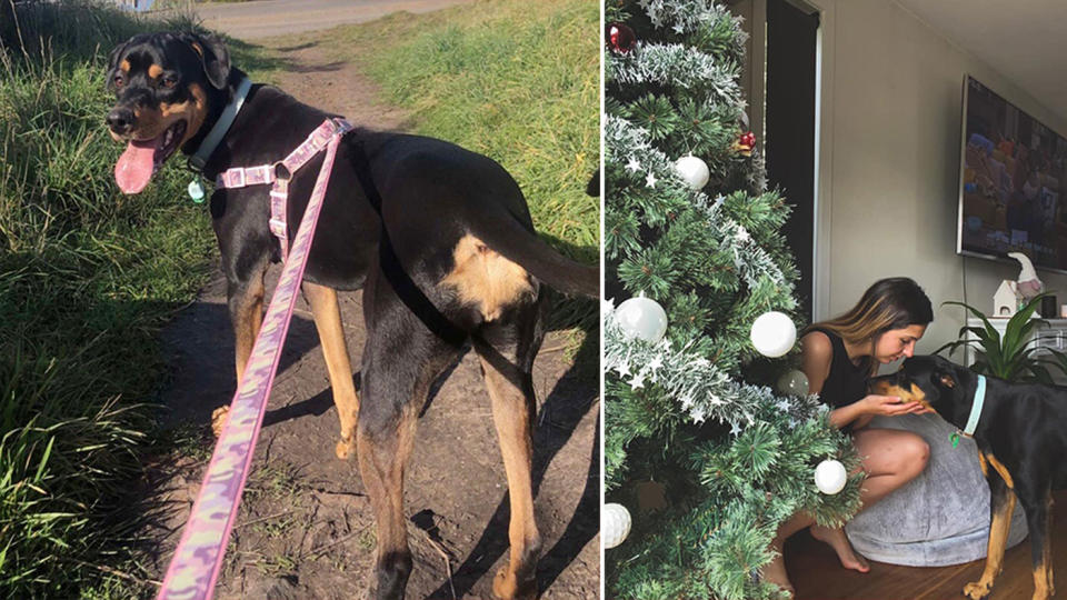 Holly Alexander's dog, Ester, "vanished" while onboard the Spirit of Tasmania. Source: Facebook - Spirit of Tasmania/Holly Alexander