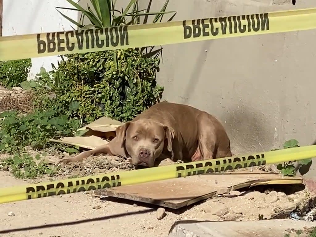 The dog of Lourdes Maldonado López waits after the Mexican journalist killed in Tijuana (Twitter @Rosa Lillia )