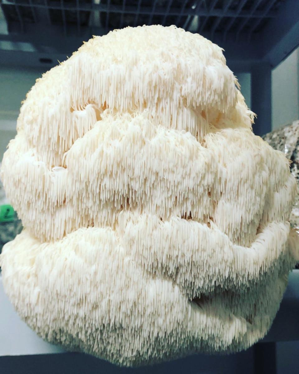 Lion's mane mushroom