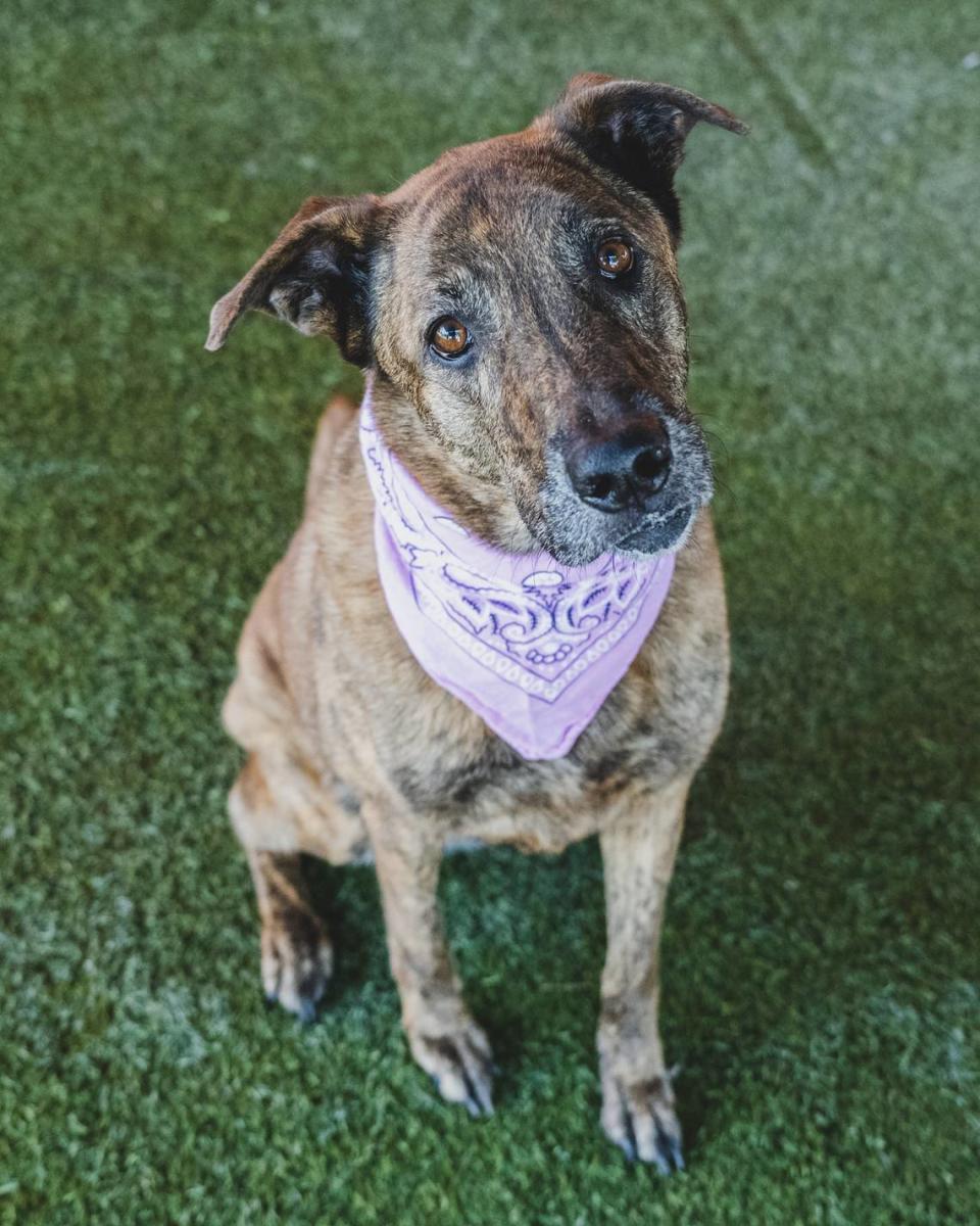 “Don’t let Molly’s (A1788808) age fool you, she is still a puppy at heart. At 7 years old this confident girl is a superstar in playgroups. She does so well with her doggie friends that she is often used to help socialize other pets. Molly is also very affectionate with humans. Molly enjoys playing with toys, especially the ones that squeak! Adopt Molly today!”