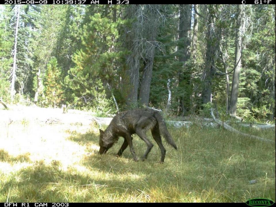 State wildlife officials released a photo this month of a gray wolf in Siskiyou County.