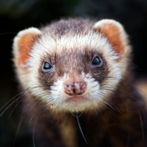 Ferret