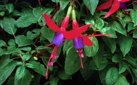 Fuchsia baby blue eyes - Credit: &nbsp;Ball Colegrave LTD