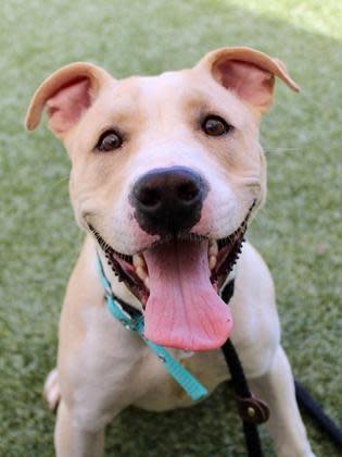 Echo Dot is available for adoption at the Humane Society for Hamilton County