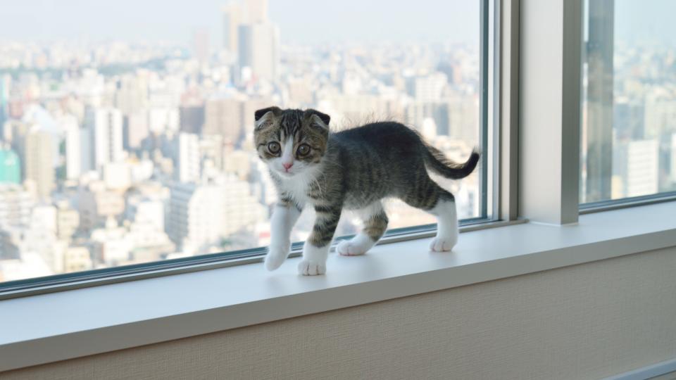 Scottish fold kitten