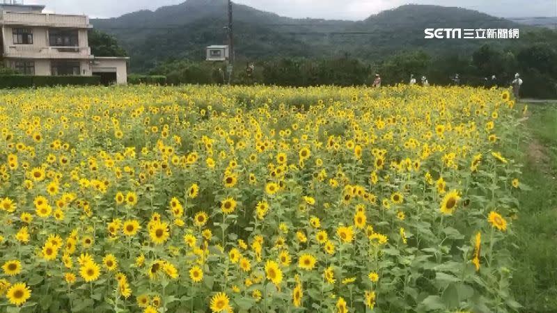 一大片向日葵面陽綻放，成為微解封之後最新的打卡景點。