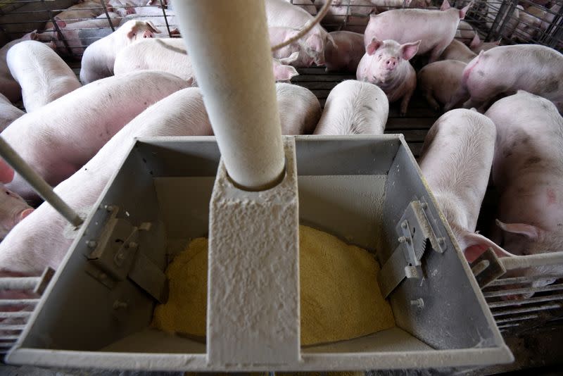 FILE PHOTO: Hog farm in Kenyon, Minnesota