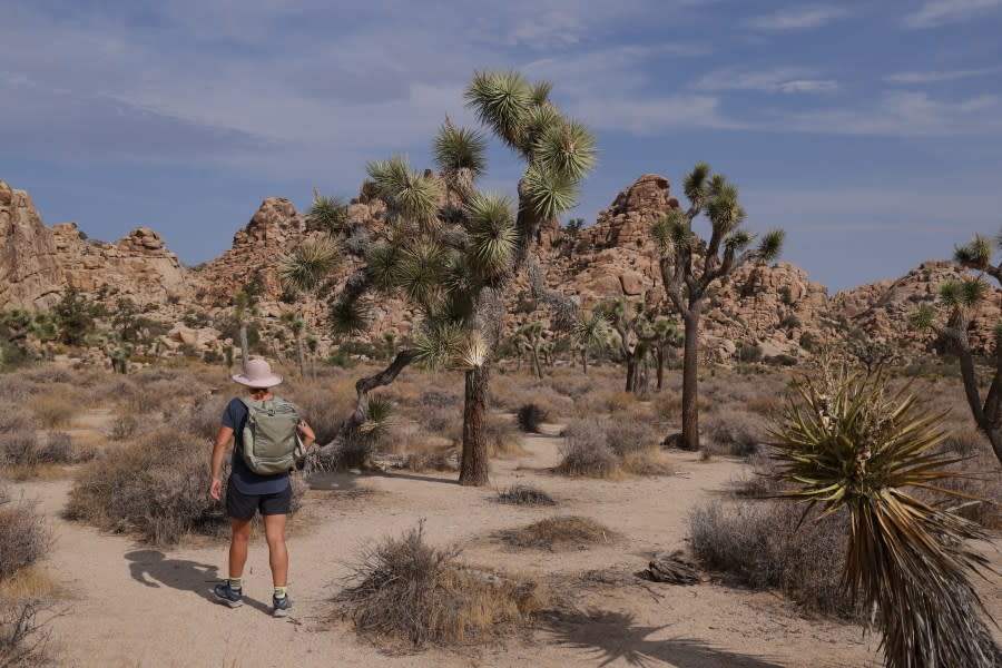 A visitor walks among Joshua trees in Joshua Tree National Park on July 22, 2021 near Twentynine Palms, California. (Sean Gallup/Getty Images,)