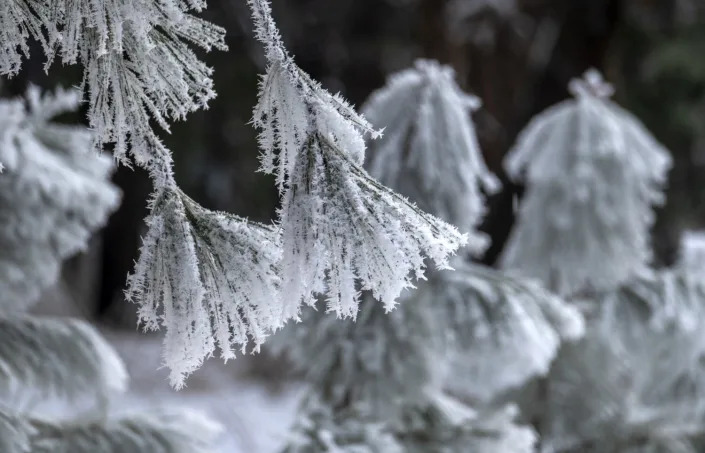 Delicate ice crystals cling to a tree&#39;s needles.