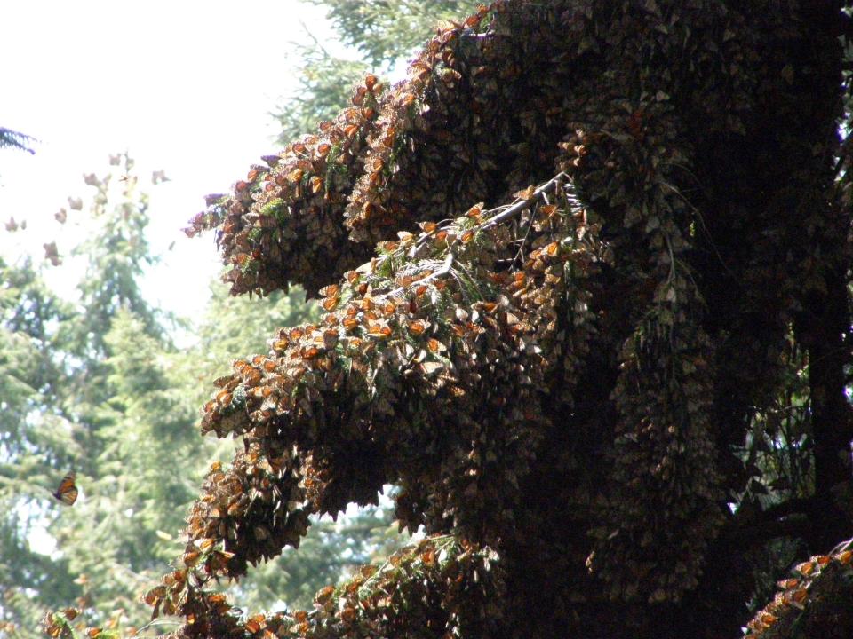 Overwintering Monarchs clustered on the branches of a healthy Abies religiosa (oyamel or sacred fir) tree at Ejido El Rosario, Monarch Butterfly Biosphere Reserve in Mexico.