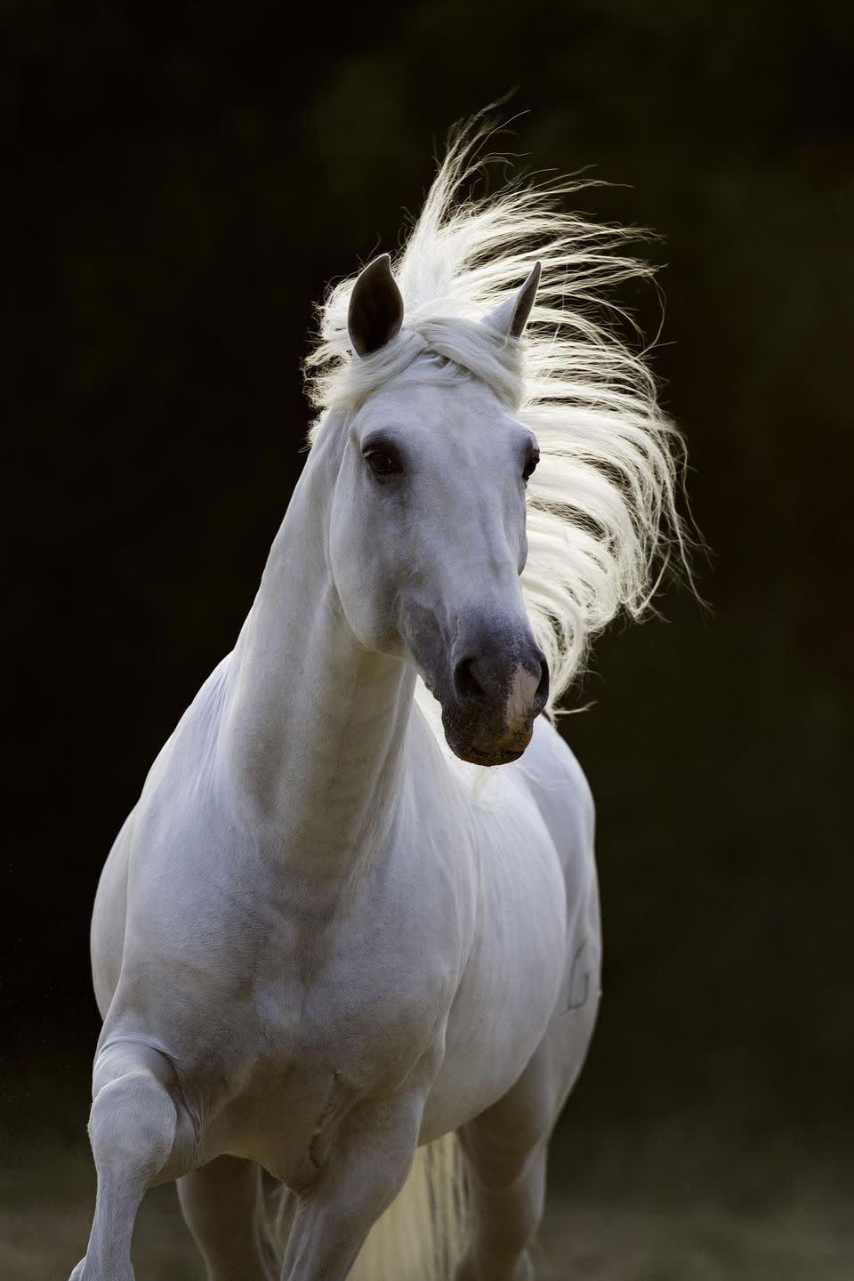 andalusian horse