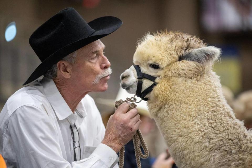 Dale Hoerl of Bucyrus, Kansas, sweet talks Dream Catcher, a rose grey alpaca, while waiting for a show class at the MOPACA Invitational Alpaca Show on Friday, March 22, 2024, at Hale Arena in Kansas City. Hoerl is with Alpacas of Moose Creek. Tammy Ljungblad/tljungblad@kcstar.com