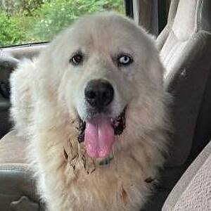 Casper, a Great Pyrenees owned by John Wierwille, suffered major injuries when he was attacked by a pack of coyotes while protecting his flock of sheep in November 2022.