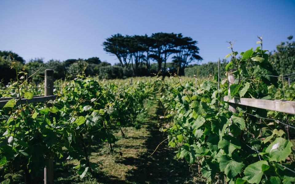 Star Castle vineyard, St Mary's, Isles of Scilly