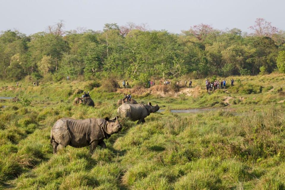 Tourists watch a pair of greater one-horned rhinos by a river
